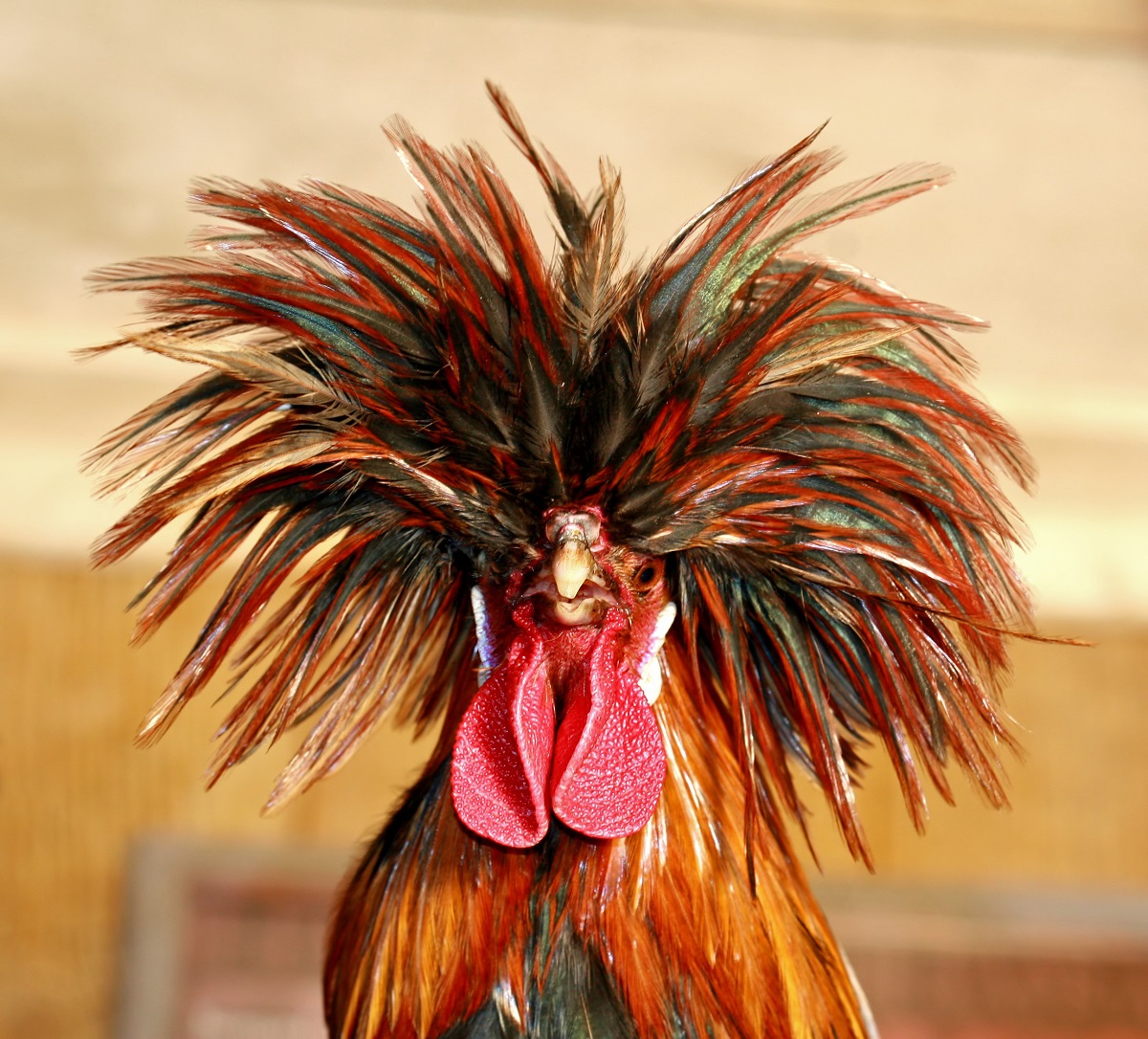 Rockin Rooster